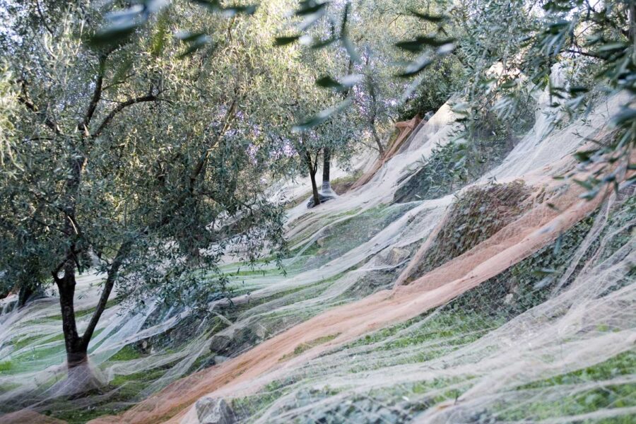 La raccolta delle olive al Frantoio di Sant'Agata d'Oneglia