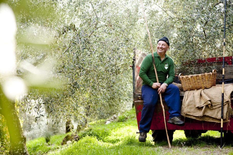 La raccolta delle olive al Frantoio di Sant'Agata d'Oneglia