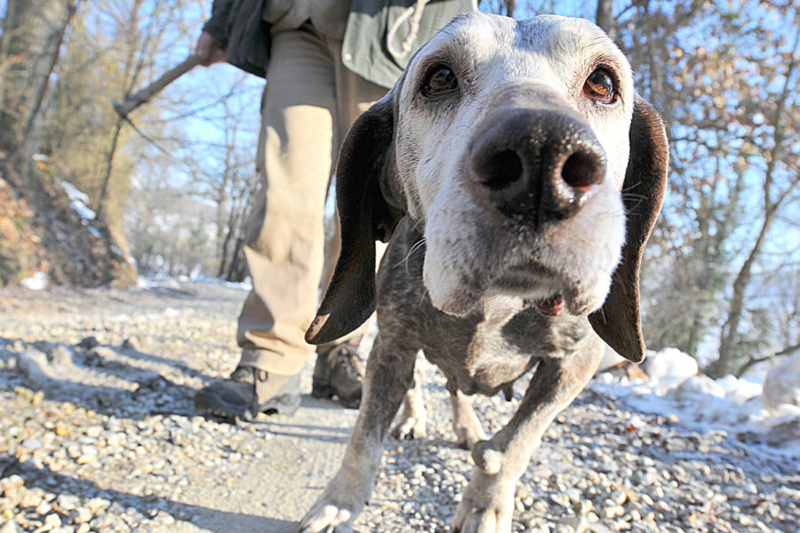 Uno dei cani che Tartuflanghe impiega per la ricerca del tartufo